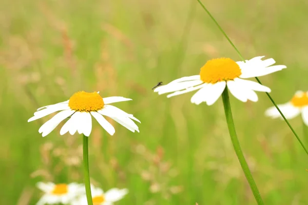 Daisy Bloem Groene Weide — Stockfoto