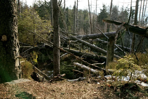 被欧洲云杉树皮甲虫摧毁的云杉森林 腐烂的树被大风刮倒了 — 图库照片