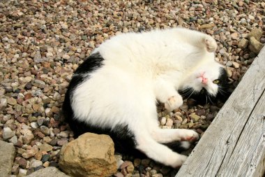 Sıcak, güneşli bir günde terasta uzanan siyah beyaz erkek kedi..