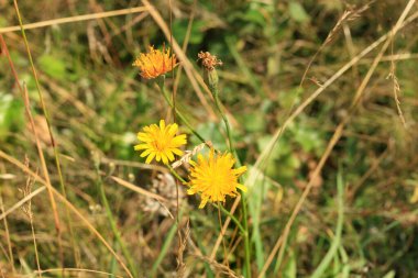 Yabani çayırda sarı hipokrat kökü. Tıbbi ve bitkisel bitki.