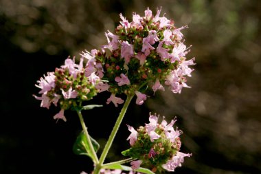 Oregano çiçekli bitki ve uzun ömürlü bitki. İlaç ve bitkisel bitki. Makro fotoğrafçılık. 