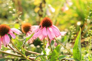 Ekinezya değerli bir tıbbi bitki. Ev bahçesinde çiçek açan bir grup çiçek.