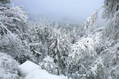 Polonya 'nın Masa Dağları' ndaki vahşi bir bölgede güzel bir kış. Kar, Skalniak 'ın zirvesindeki ağaçları ve aşınmış kumtaşı kaya oluşumlarını kapladı..