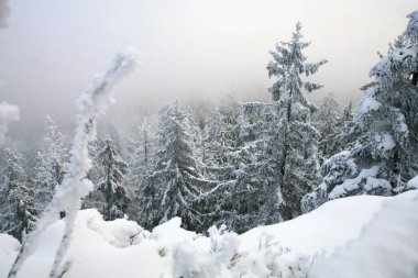 Polonya 'nın Masa Dağları' ndaki vahşi bir bölgede güzel bir kış. Kar, Skalniak 'ın zirvesindeki ağaçları ve aşınmış kumtaşı kaya oluşumlarını kapladı..
