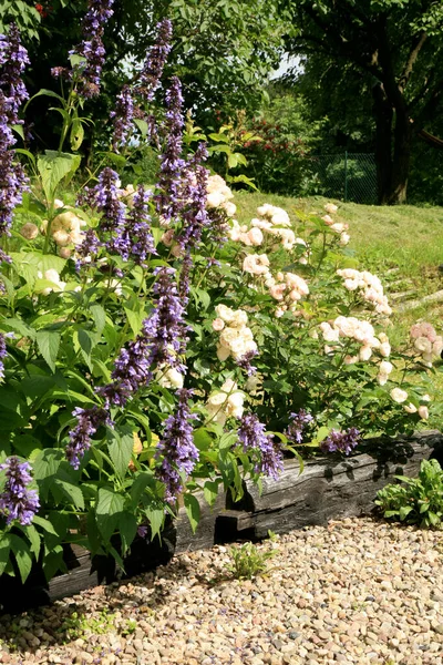 Nook Backyard Garden Roses Cuban Catnip Insect Friendly Blooming Garden — Stock Photo, Image