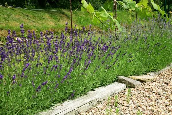 Lavender Growing Vine Protects Vine Bushes Parasites Diseases Backyard Vineyard — Stock Photo, Image