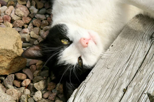 Black White Tomcat Lounging Terrace Warm Sunny Day — Stock Photo, Image