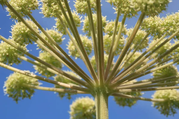 Angelica Archangelica Creciendo Prado Salvaje Folk Planta Medicinal Especia — Foto de Stock