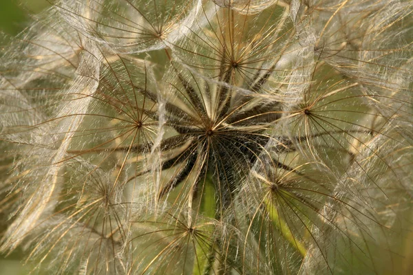 Una Delicata Palla Semi Dente Leone Erbe Spezie Piante Medicinali — Foto Stock