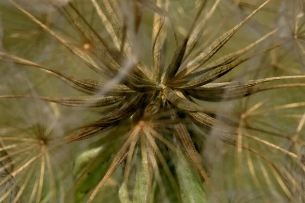 Jemná Koule Pampeliškových Semen Bylina Koření Léčivé Rostliny — Stock fotografie