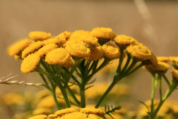 Tansy Groeit Een Wilde Weide Volksmedicinale Kruidenplant — Stockfoto