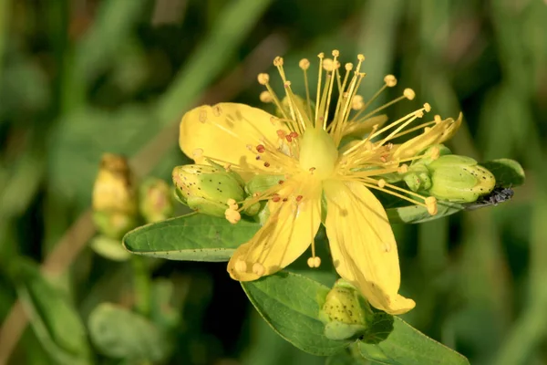 Hipericum Crescendo Prado Selvagem Planta Medicinal Alternativa Popular — Fotografia de Stock