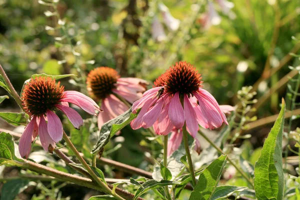 Echinacea Valuable Medicinal Plant Group Flowers Blooming Home Garden — Stock Photo, Image