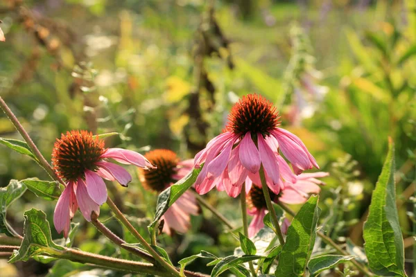 Echinacea Valuable Medicinal Plant Group Flowers Blooming Home Garden — Stock Photo, Image