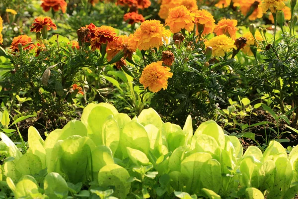 Tagety Květ Hlávkovým Salátem Chrání Zeleninu Před Parazity Nemocemi Ekologická — Stock fotografie