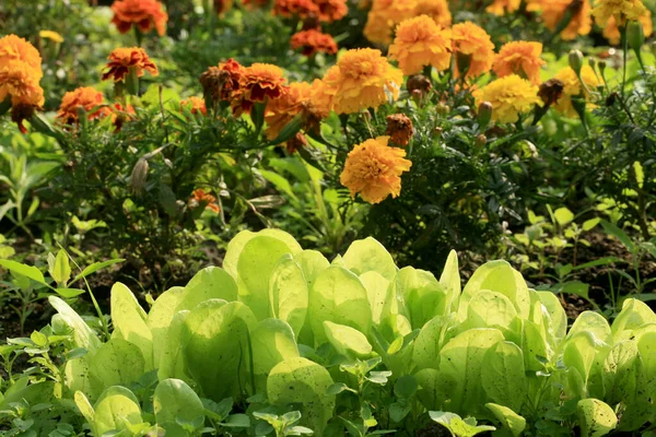 Tagety Květ Hlávkovým Salátem Chrání Zeleninu Před Parazity Nemocemi Ekologická — Stock fotografie