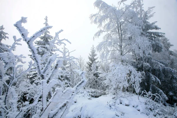 波兰桌山荒原上美丽的冬天 斯卡尔尼亚克山顶的积雪覆盖了树木 侵蚀了砂岩岩层 — 图库照片