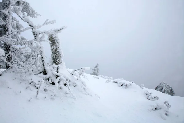 Schöner Winter Einer Wilden Gegend Tafelgebirge Polen Schneebedeckte Bäume Auf — Stockfoto