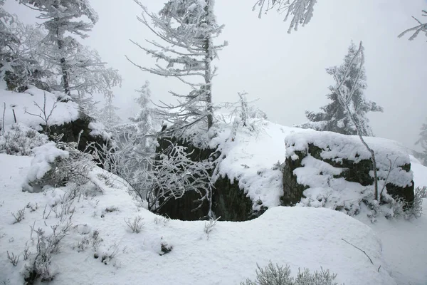 Bellissimo Inverno Una Zona Selvaggia Nella Table Mountains Polonia Alberi — Foto Stock