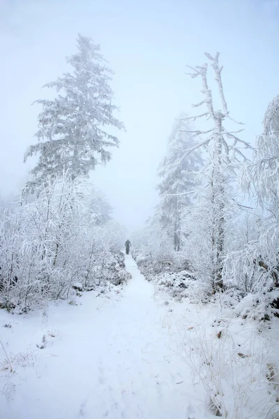 波兰桌山荒原上美丽的冬天 斯卡尔尼亚克山顶的积雪覆盖了树木 侵蚀了砂岩岩层 — 图库照片