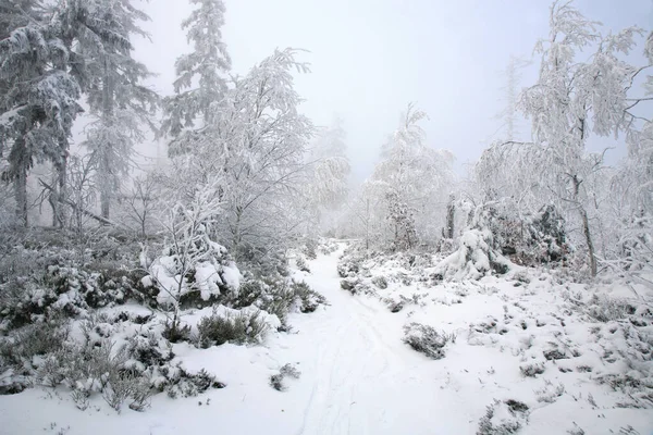 ポーランドのテーブル山脈の野生地域で美しい冬 スカルニーク山頂の雪に覆われた木々や浸食された砂岩の岩の層 — ストック写真