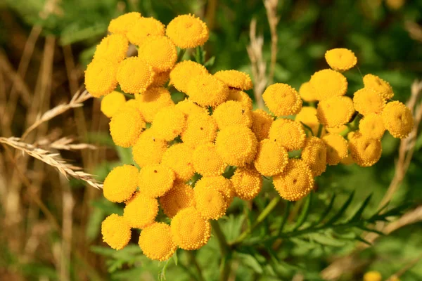 Tanaceto Che Cresce Prato Selvaggio Pianta Medicinale Spezie Popolare Fotografia Stock