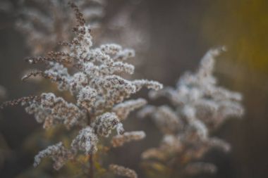 Kahverengi tüylü çimen