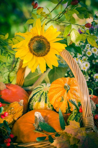 Fall basket autumn harvest garden pumpkin fruits colorful flower — Stock Photo, Image