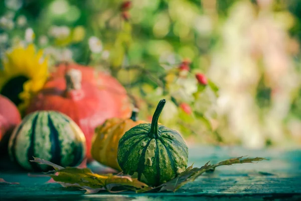 Autumn harvest garden pumpkin fruits colorful flowers plants — Stock Photo, Image