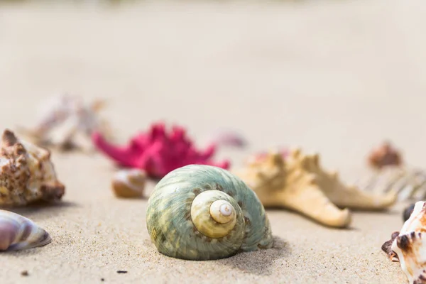 Colorful sea shells sandy beach — Stock Photo, Image