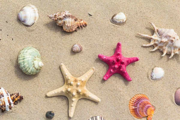 海のビーチにさまざまな貝殻が散在しています。 — ストック写真