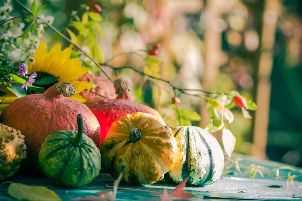 Autumn harvest garden pumpkin fruits colorful flowers plants — Stock Photo, Image