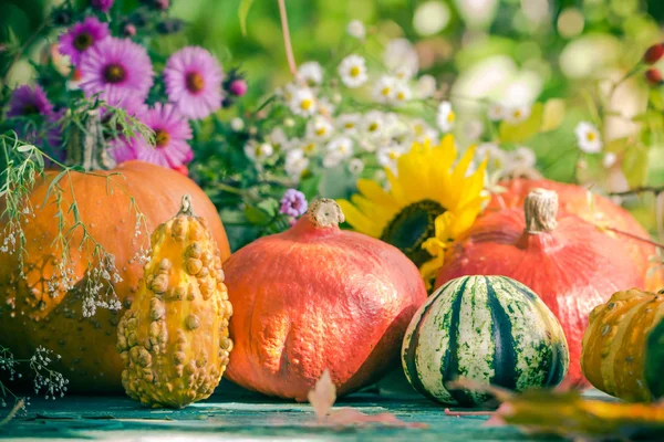 Herfst oogst tuin pompoen vruchten kleurrijke bloemen planten — Stockfoto