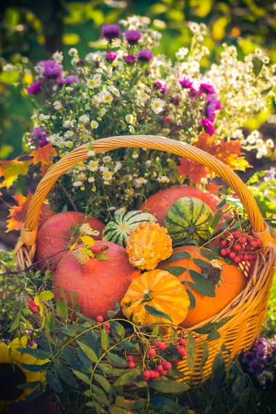Sepeti sonbahar meyve renkli kabaklar Aster — Stok fotoğraf