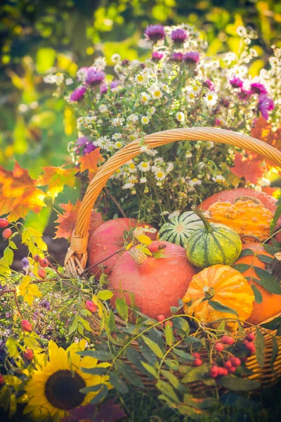 Colorful pumpkins basket autumn garden — Stock Photo, Image
