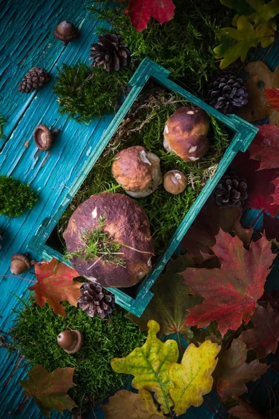 Composition de forêt d'automne panier de champignons — Photo