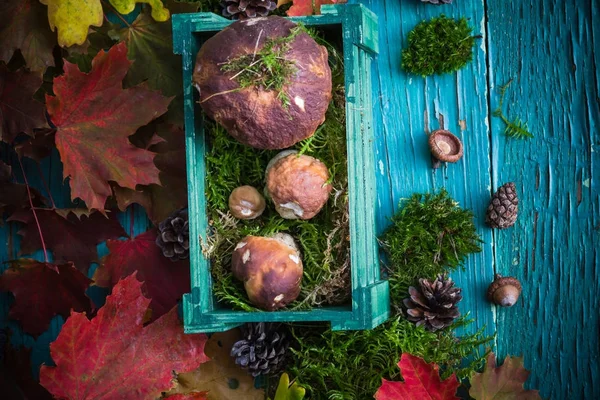 Composition de forêt d'automne panier de champignons — Photo