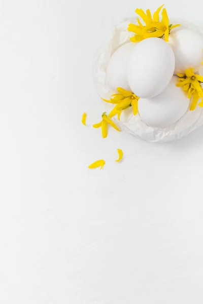 Witte eieren witte achtergrond forsythia bloemen — Stockfoto