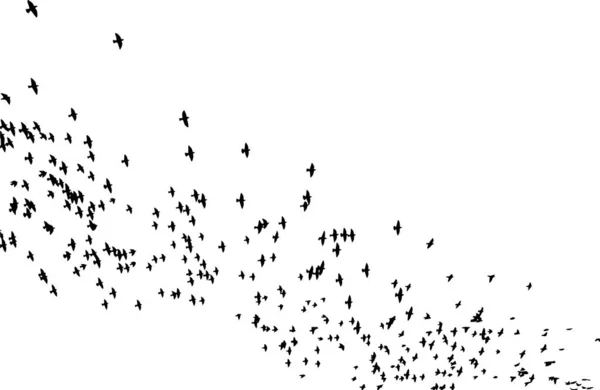 Um bando de pássaros voadores silhueta. Ilustração vetorial —  Vetores de Stock