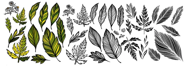Un gran conjunto de hojas diferentes. Ilustración de vectores — Archivo Imágenes Vectoriales