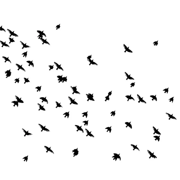 Egy csapat repülő madár. Vektorillusztráció — Stock Vector