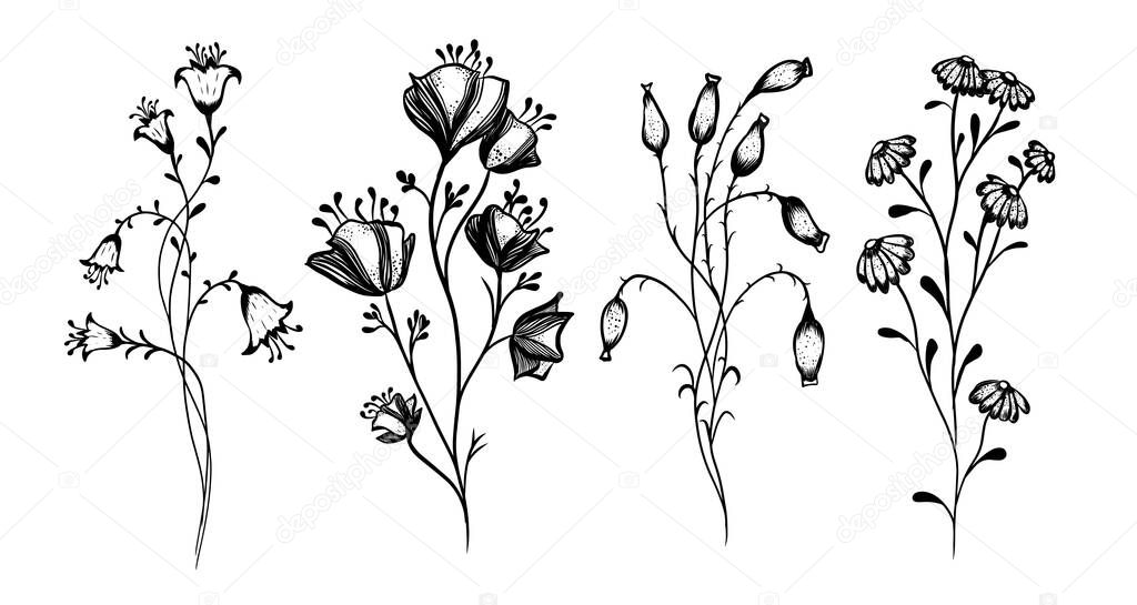 A set of wildflowers. Vector illustration