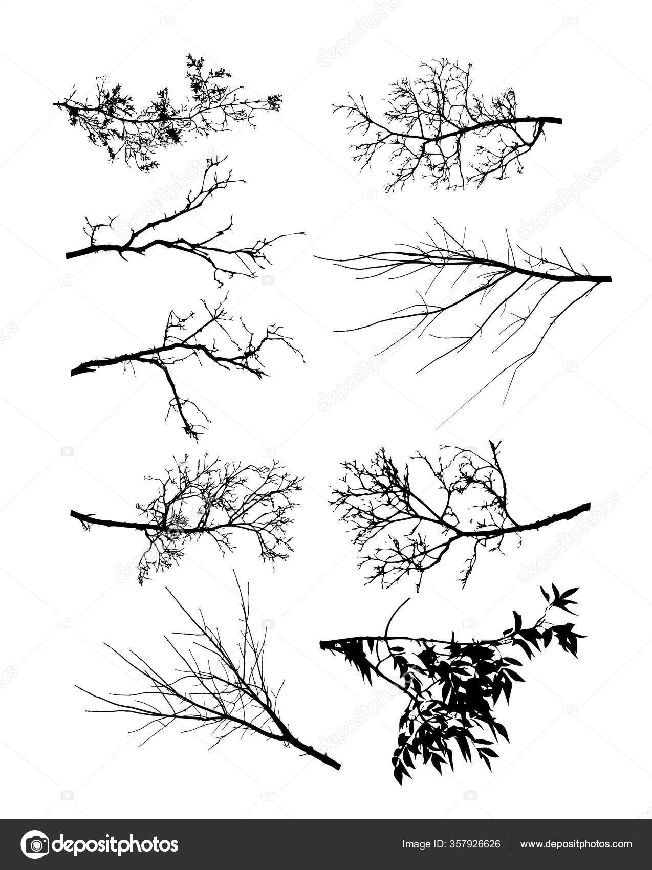 Satu Set Setangkai Pohon Tanpa Daun Ilustrasi Vektor Stok Vektor Maryia777 357926626