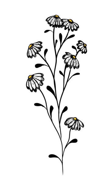 Monokróm százszorszép virág. Vektorillusztráció — Stock Vector