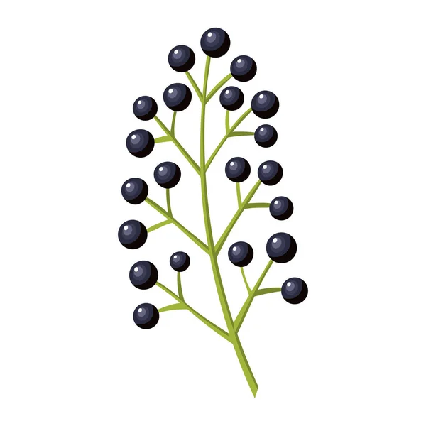 Yazıt renkli vektör çizim Eko gıda üzerinde beyaz izole siyah frenk üzümü berry düz simgesiyle. — Stok Vektör