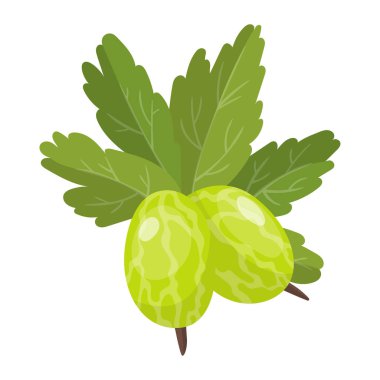 Bektaşi üzümü meyveleri, bahçe bitkisi, düz tasarım. Vektör illüstrasyonu.