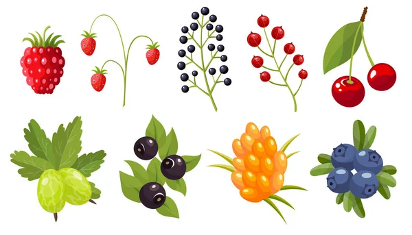 Collection of twigs of wild berries. Forest berry. Sweet fruit. — 图库矢量图片