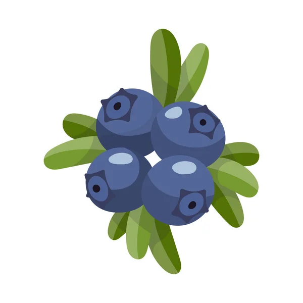 Blueberry, απομονωθεί σε λευκό φόντο. Φωτεινό διανυσματικά εικονογράφηση πολύχρωμο μισή και ολόκληρη την ζουμερά Μύρτιλλο. Φρέσκα κινούμενα σχέδια — Διανυσματικό Αρχείο