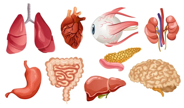 Organi interni umani icone vettoriali piatte. Grande collezione in stile cartone animato. Set di organi vitali cervello, cuore, fegato, milza, reni, occhio, pancreas — Vettoriale Stock