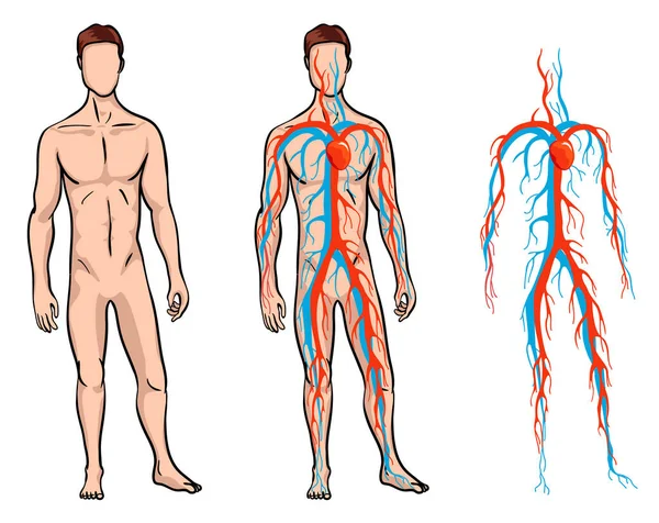 Sistema circulatorio masculino. Ilustración vectorial de la circulación sanguínea en el cuerpo humano. Sistema circulatorio venoso y arterial humano — Vector de stock